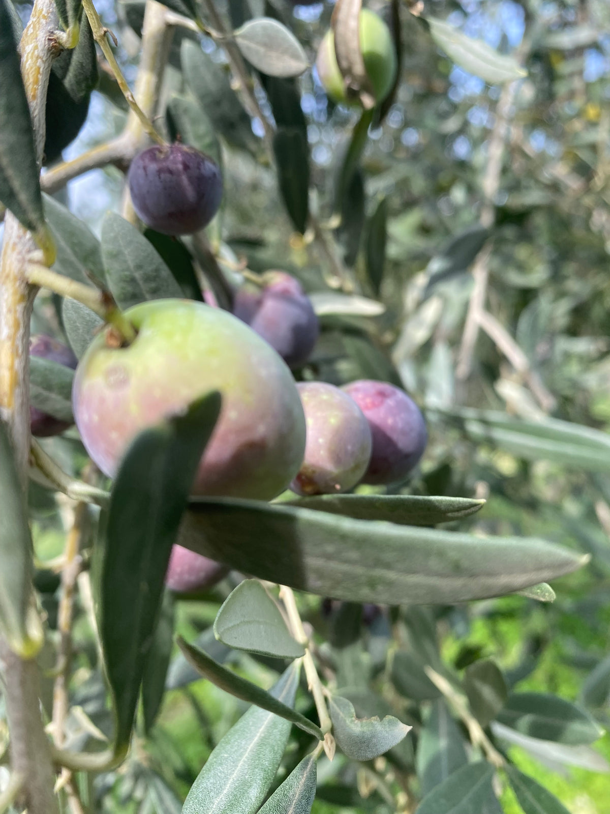 Olio oro liquido luce della terra